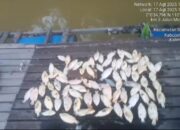 PETI Sekadau Bikin Ikan Keramba Mati Massal, Warga Minta Presiden Prabowo Turun Tangan