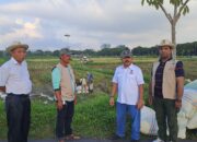 Tani Merdeka Indonesia Deli Serdang Ubah Lahan Kosong Jadi Lumbung Pangan Produktif