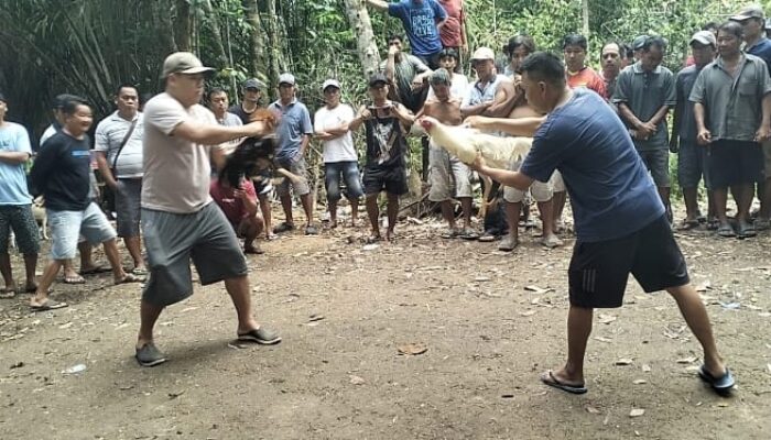 Judi Sabung Ayam Terbuka di Entabuk: Ujian Serius Penegakan Hukum di Kalbar