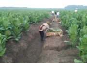 PTPN Cadangkan 500 Hektare Lahan untuk Hidupkan Kembali Kejayaan Tembakau Del