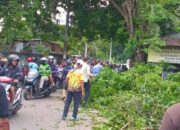Camat Ciputat Turun Langsung Dampingi DLH Tebang Pohon Rawan Tumbang di Jalan Cendrawasih Raya