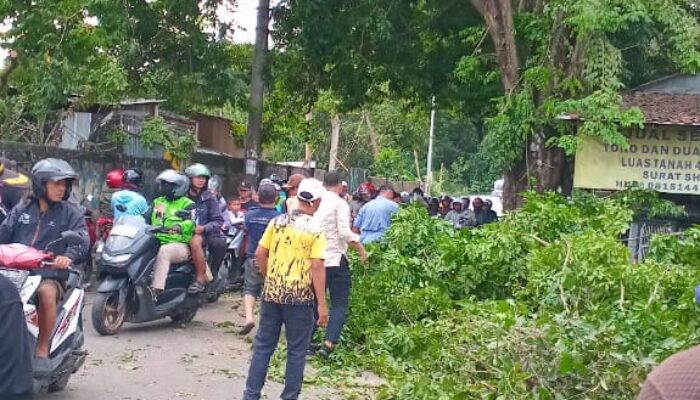 Camat Ciputat Turun Langsung Dampingi DLH Tebang Pohon Rawan Tumbang di Jalan Cendrawasih Raya