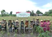 Dukung Swasembada Pangan 2026, Polres Gresik Panen Jagung Serentak Bersama Mabes Polri