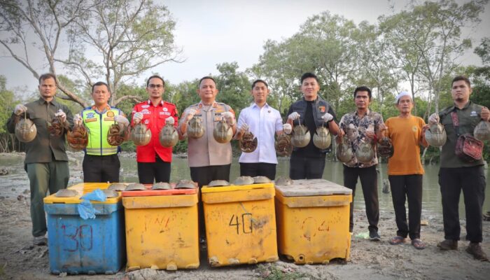 Selamatkan Satwa Dilindungi, Kapolres Batu Bara Pimpin Pelepasan 300 Ekor Belangkas di Pantai Sejarah Batu Bara
