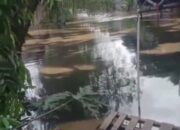 Limbah B3 Oli Bekas Cemari Lingkungan di desa Cisereh : Pemerintah Lambat Tangani