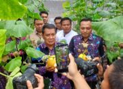 Didampingi Komisi I DPRD Kab. Tangerang Bupati Tangerang Hadiri Launching Sentra Melon Hidroponik Terpadu Didesa Curug Wetan
