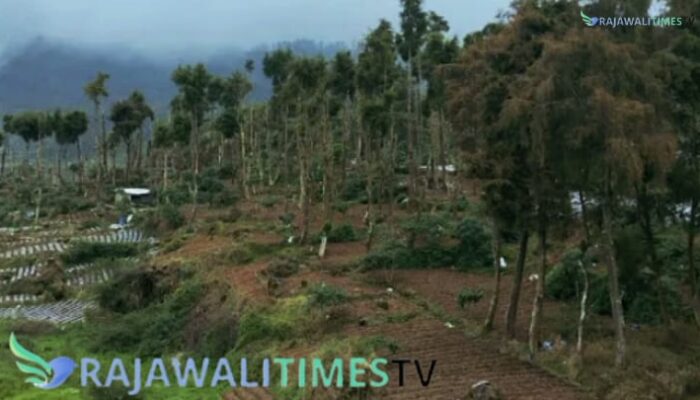 Hutan Lindung Lahan Resapan Air Di Wonosobo Berubah Jadi Lahan Tanaman Kentang diduga Terjadi mal Adminstrasi Dan Keterlibatan Mafia Tanah