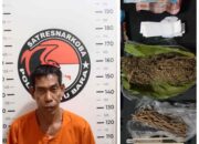 Satresnarkoba Polres Batu Bara Gulung Pengedar Ganja di Medang Deras, Sita Puluhan Gram Barang Bukti   