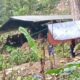 Aktivis Banten Mintan APH Segera Tangkap Penambang Emas Ilegal di Blok Ci Engang
