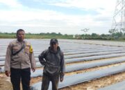 Polsek Cikupa Dukung Program 1 Desa 2 Hektare dengan Penanaman Jagung Hibrida Kwartal I Tahun 2026