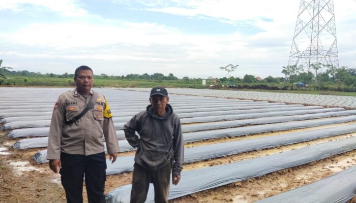 Polsek Cikupa Dukung Program 1 Desa 2 Hektare dengan Penanaman Jagung Hibrida Kwartal I Tahun 2026