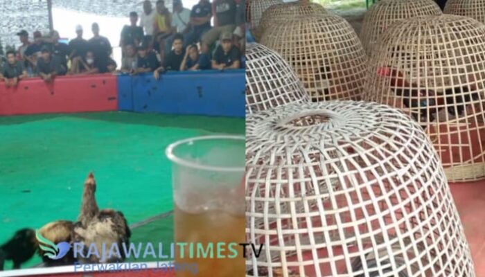 Sabung Ayam Diduga Marak di Purbalingga Saat Ramadan, Dugaan Keterlibatan Oknum Aparat Picu Sorotan