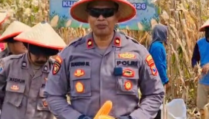 Panen Raya Jagung 1 Hektar di Seduri, Kapolsek Balongbendo Pimpin Dukungan Program Ketahanan Pangan Nasional