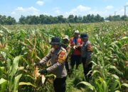 Polresta Sidoarjo Dorong Swasembada Pangan, Lahan Jagung di Balongbendo Siap Panen
