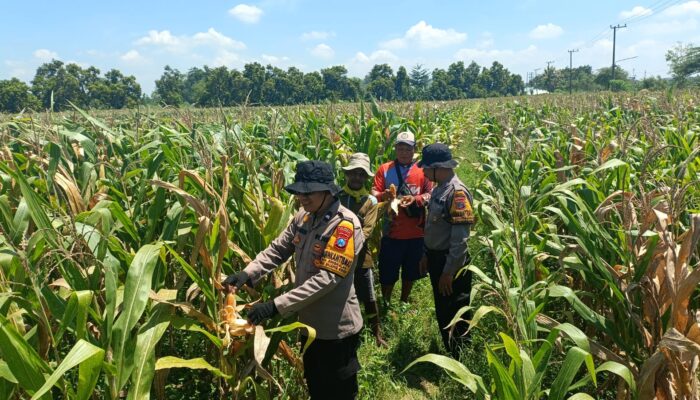 Polresta Sidoarjo Dorong Swasembada Pangan, Lahan Jagung di Balongbendo Siap Panen